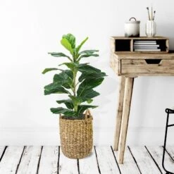 30" X 16" Artificial Fig Plant In Basket With Handles - LCG Florals -Decor Haven Shop GUEST 0326b1b8 f368 458f a224 cb96c395f245