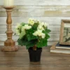 Northlight 11" Cream Potted Silk Begonia Spring Artificial Floral Arrangement -Decor Haven Shop GUEST 236aa98a c29b 4603 abe6 f16dc0cb23b2